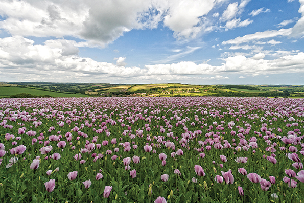 opium poppy field